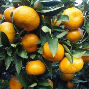 3 Yaş Bodrum Mandalinası Fidanı 3 Yaş Bodrum Mandalinası Fidanı