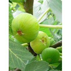 3 Yaş Bursa Beyaz İncir Fidanı 3 Yaş Bursa Beyaz İncir Fidanı