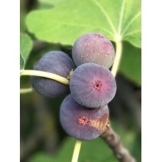 3 Yaş Bursa Dürdane İncir Fidanı 3 Yaş Bursa Dürdane İncir Fidanı