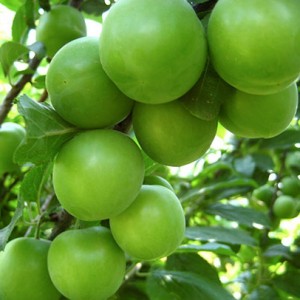 3 Yaş Can Erik Fidanı 3 Yaş Can Erik Fidanı