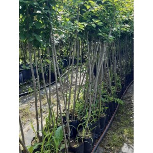 3 Yaş Can Erik Fidanı 3 Yaş Can Erik Fidanı