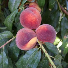 3 Yaş Cresthaven Şeftali Fidanı 3 Yaş Cresthaven Şeftali Fidanı