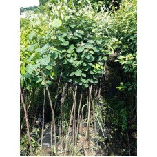 Ayva Fidanı 3 Yaş Ekmek Ayva Fidanı 3 Yaş Ekmek