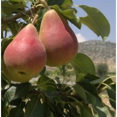 3 Yaş Etruşka Armut Fidanı