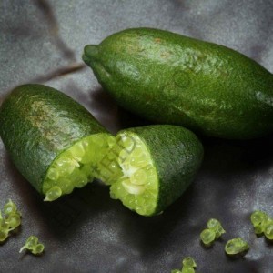 3 Yaş Fingerlime Fidanı 3 Yaş Fingerlime Fidanı