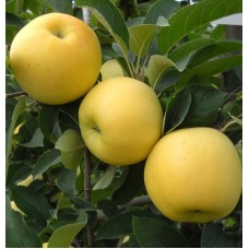 3 Yaş Golden Elma Fidanı 3 Yaş Golden Elma Fidanı