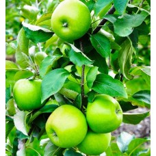 3 Yaş Granny Smith Elma Fidanı 3 Yaş Granny Smith Elma Fidanı