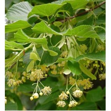 3 Yaş Gümüşi Ihlamur Fidanı
