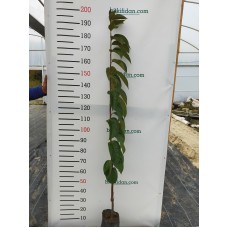 Trabzon Hurma Fidanı 3 Yaş Hachıya