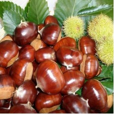 3 Yaş Hacıömer Kestane Fidanı 3 Yaş Hacıömer Kestane Fidanı