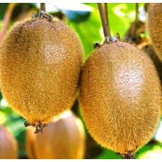 3 Yaş Hayward Kivi Fidanı Dişi