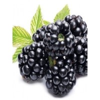 Böğürtlen Fidanı 3 Yaş Jumbo  Böğürtlen Fidanı 3 Yaş Jumbo