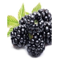 Böğürtlen Fidanı 3 Yaş Jumbo  Böğürtlen Fidanı 3 Yaş Jumbo