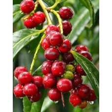 3 Yaş Karayemiş (laz Yemişi) Fidanı