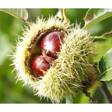 3 Yaş Kemer Kestanesi Fidanı 3 Yaş Kemer Kestanesi Fidanı