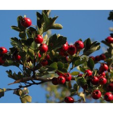 Alıç Fidanı 3 Yaş Kırmızı Alıç Fidanı 3 Yaş Kırmızı