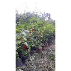 3 Yaş Kırmızı Frenk Üzümü Fidanı 3 Yaş Kırmızı Frenk Üzümü Fidanı