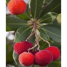 4 Yaş Kocayemiş( Dağ Çileği) Fidanı 4 Yaş Kocayemiş( Dağ Çileği) Fidanı