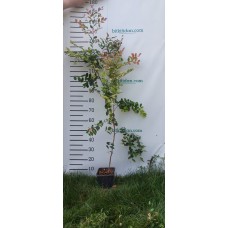 3 Yaş Loropetalum Fidanı 3 Yaş Loropetalum Fidanı