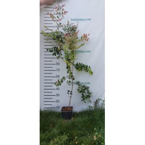 Loropetalum Fidanı 3 Yaş  Loropetalum Fidanı 3 Yaş