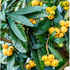 3 Yaş Malta Eriği(yenidünya) Fidanı 3 Yaş Malta Eriği(yenidünya) Fidanı