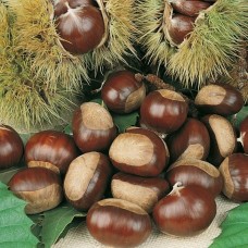 3 Yaş Maraval Kestane Fidanı 3 Yaş Maraval Kestane Fidanı