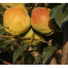 3 Yaş Margeret Armut Fidanı