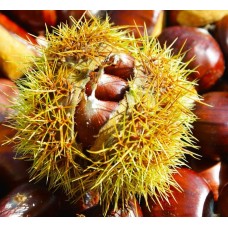 3 Yaş Marigoule Kestane Fidanı 3 Yaş Marigoule Kestane Fidanı