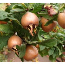 3 Yaş Muşmula Fidanı 3 Yaş Muşmula Fidanı