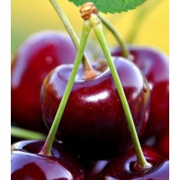 3 Yaş Napolyon Kiraz Fidanı