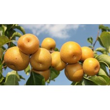 3 Yaş Naşhi Armut Fidanı