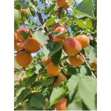 3 Yaş ORANGE RUBY Kayısı Fidanı 3 Yaş ORANGE RUBY Kayısı Fidanı