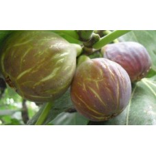 3 Yaş Patlıcan İncir Fidanı 3 Yaş Patlıcan İncir Fidanı