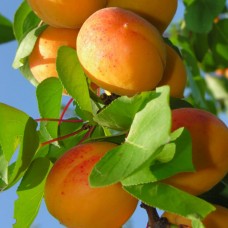 3 Yaş Roxana Kayısı Fidanı 3 Yaş Roxana Kayısı Fidanı