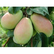 3 Yaş Santa Maria Armut Fidanı