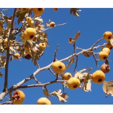 Alıç Fidanı 3 Yaş Sarı Alıç Fidanı 3 Yaş Sarı