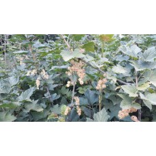 3 Yaş Sarı Frenk Üzümü Fidanı