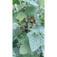 3 Yaş Siyah Frenk Üzüm Fidanı