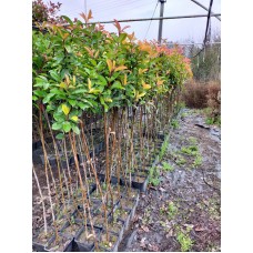 Alev Ağacı Fidanı 3 Yaş Tijli  Alev Ağacı Fidanı 3 Yaş Tijli