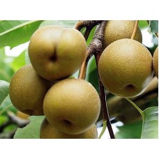 3 Yaş Tüplü Nashi Armut Fidanı