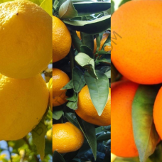 3'lü Narenciye Fidanı Paketi 3'lü Narenciye Fidanı Paketi