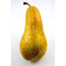 3 Yaş Tüplü Abbefetel Armut Fidanı