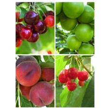 4 'lü Hobi Bahçesi Meyve Fidanı Paketi 4 'lü Hobi Bahçesi Meyve Fidanı Paketi
