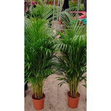 4 yaş Areca Palmiyesi-Dypsis Lutescens 160-180 cm 4 yaş Areca Palmiyesi-Dypsis Lutescens 160-180 cm