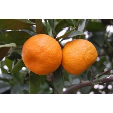 5 Yaş Aşılı Satsuma Mandalina Fidanı 5 Yaş Aşılı Satsuma Mandalina Fidanı