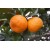 5 Yaş Aşılı Satsuma Mandalina Fidanı 5 Yaş Aşılı Satsuma Mandalina Fidanı