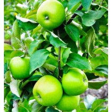 4 Yaş Granny Smith Elma Fidanı 4 Yaş Granny Smith Elma Fidanı