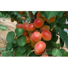 4 Yaş Perfect Red Kayısı Fidanı 4 Yaş Perfect Red Kayısı Fidanı