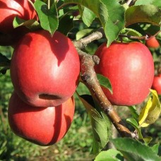 4 Yaş Pink Lady Elma Fidanı 4 Yaş Pink Lady Elma Fidanı