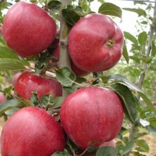 4 Yaş Red Chief Elma Fidanı 4 Yaş Red Chief Elma Fidanı